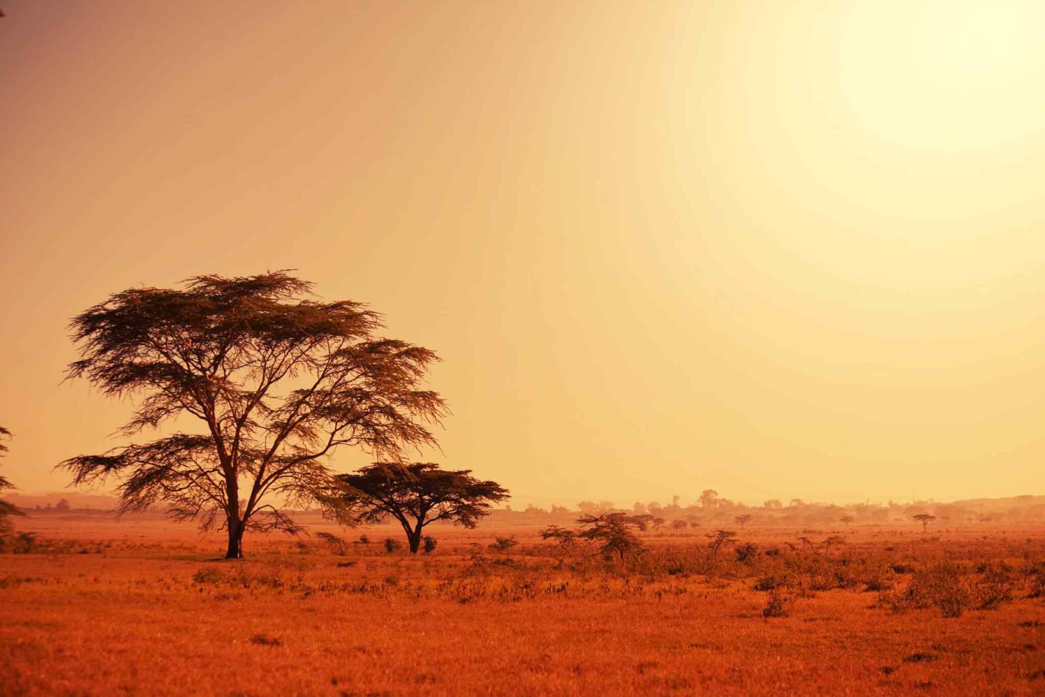 https://www.tailsofaruba.com/wp-content/uploads/2018/09/tour-africa-02.jpg